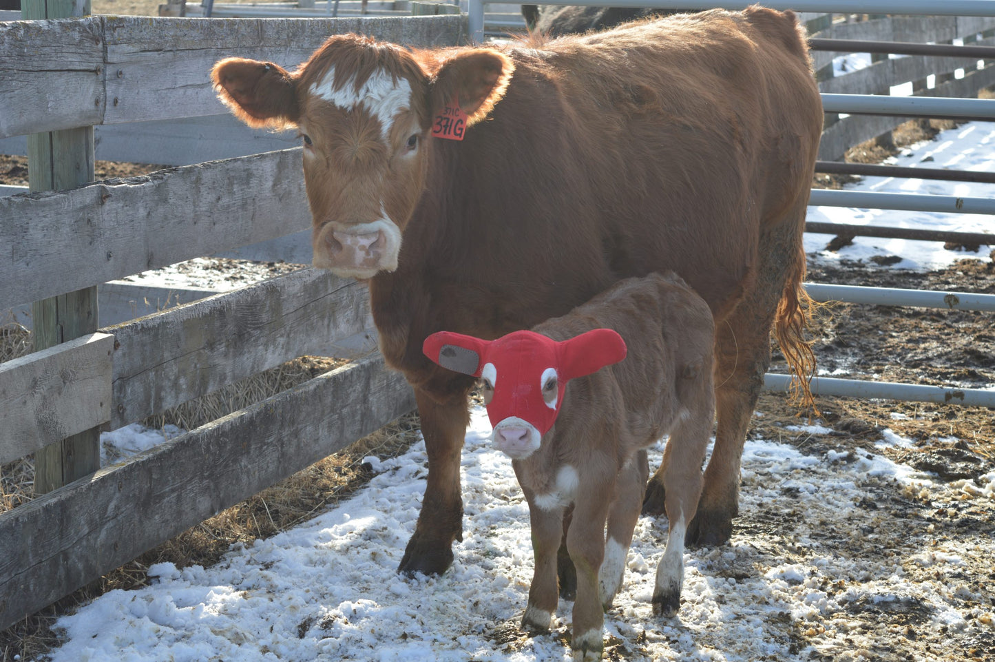 Kalf Kozies - Calf